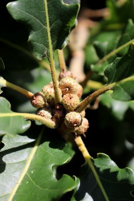 Quercus macranthera - dub velkokvětý - plody